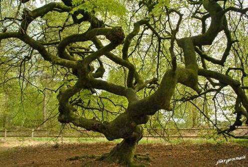 Arbres au printemps 2019 5