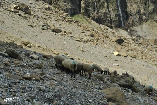 Pyrenees gavarnie 2015 07 131